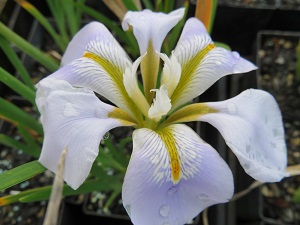 Iris unguicularis 'Walter Butt'